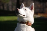 Leather Stitched Dog Collar