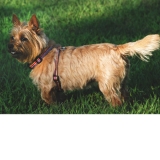 Mini Dog Harness